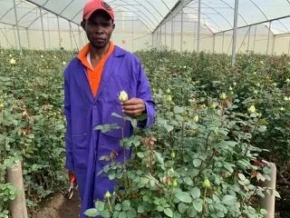 Rosen ohne Trichoderma und mit Standardverfahren der Farm zeigen geringeres Wachstum, kleinere Blütenköpfe und weniger Stiele pro Pflanze.