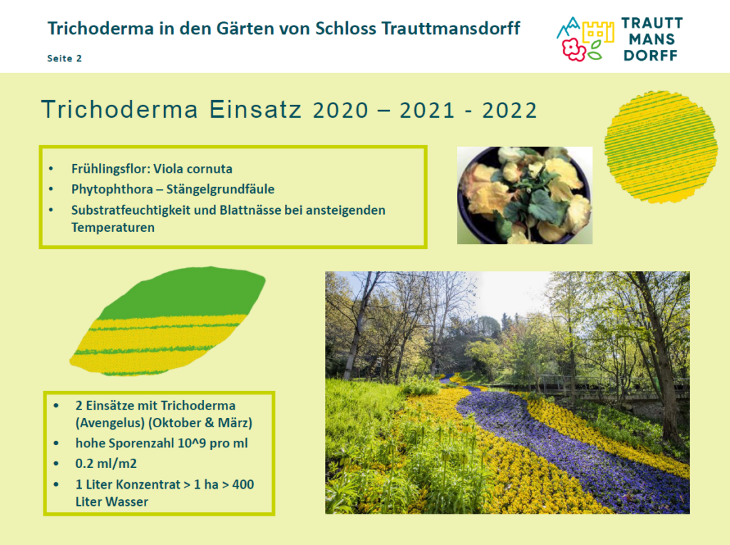 Einsatz von Trichoderma von MycoSolutions an Viola cornuta und anderen Frühlingsstauden der Gärten von Schloss Trauttmansdorff