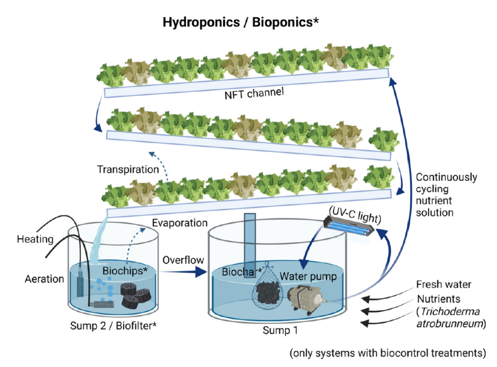 Versuchsaufbau desHydroponik und Bioponik-Systems unter Einsatz mit Trichoderma