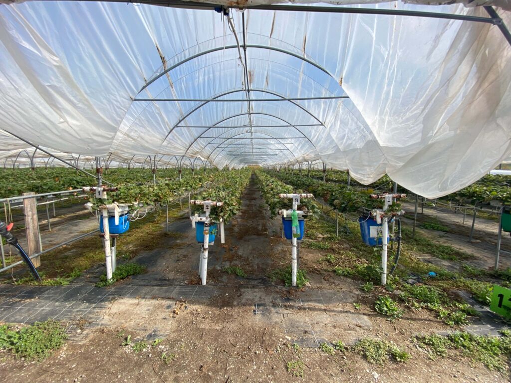 Das Bild zeigt einen Folientunnel in dem Erdbeeren angebaut werden. Hier wurde Metarhizium angewendet, um die Anzahl Roter Spinnmilben zu reduzieren.
