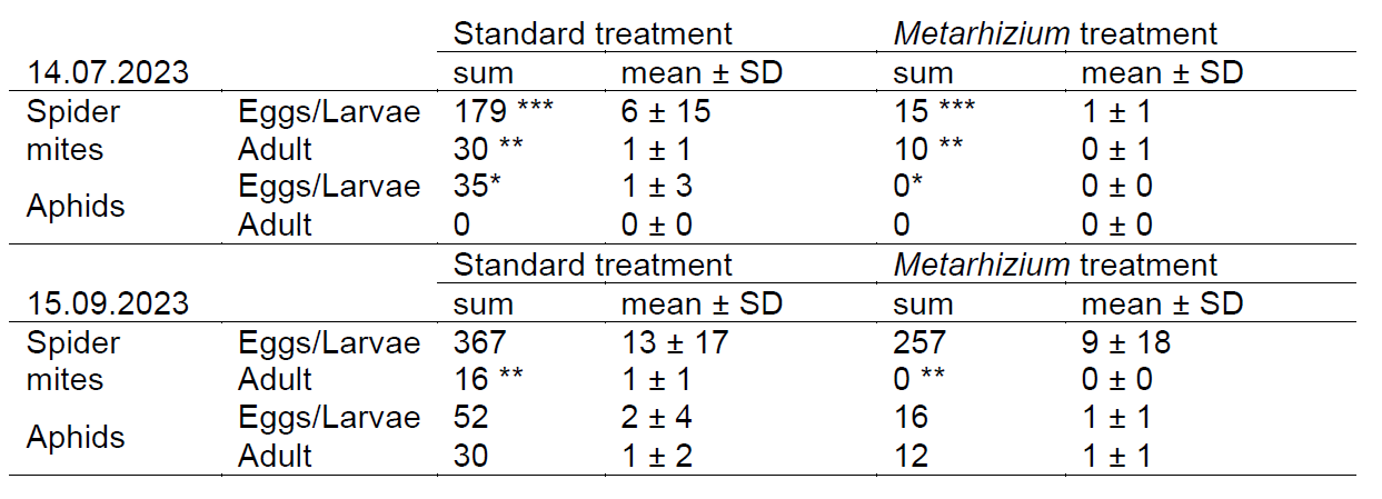 Picture shows a table with the results of the metarhizium trial on strawberries. Results show sum, mean and standard deviation for red spider mites and aphids